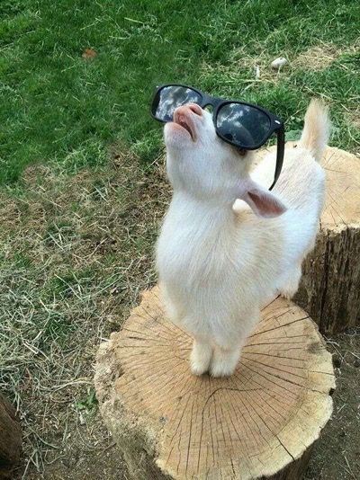 Baby Farm Animals, Cute Goats, Cute Small Animals, Cute Animals Puppies, Funny Animal Photos, A Goat, Baby Goats, Super Cute Animals, Pretty Animals