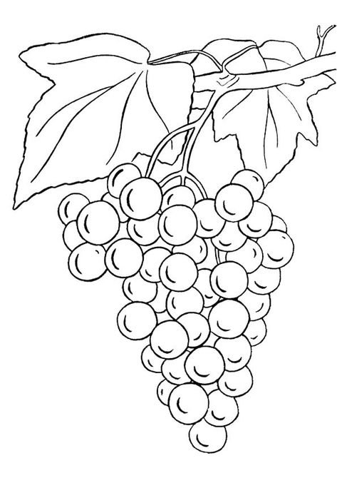 Coloring Page Grape Drawing, Bunch Of Grapes, Fruit Coloring Pages, Grape Color, Pola Sulam, Grape Bunch, Stained Glass Patterns, Coloring Book Pages, Pyrography