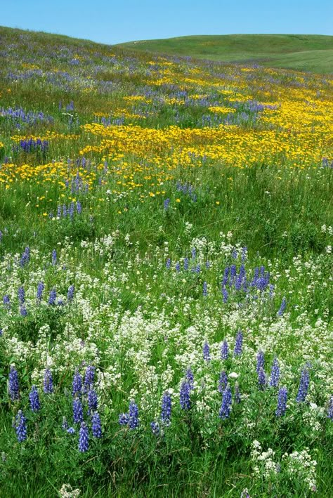 Simple Nature Pictures, Alberta Prairie Landscape, Alberta Flowers, Prairie Illustration, Wildflower Prairie, Alberta Prairie, Prairie Photography, Lakes Canada, American Prairie