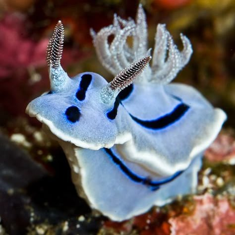 These cheery little nudis are examples of the species Chromodoris Willani Chromodoris Willani, Weird Sea Creatures, Aquatic Creatures, Sea Slugs, Water Creatures, Sea Snail, Sea Slug, Beautiful Sea Creatures, Underwater Creatures