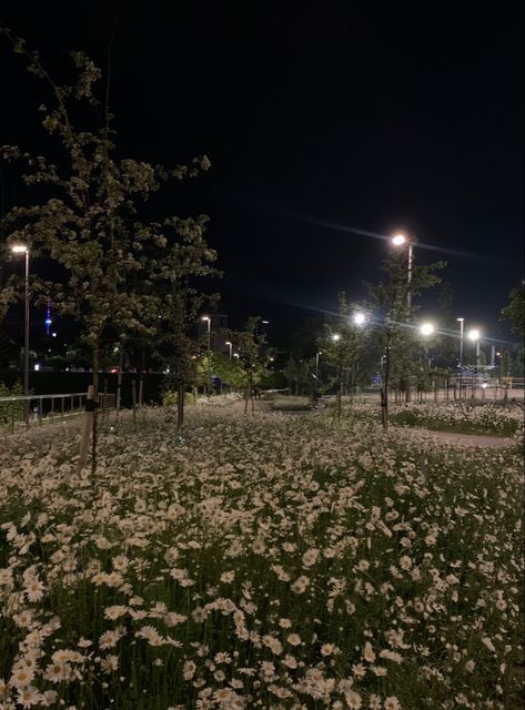 Flower Fields At Night, Flower Field Dark Aesthetic, Concert Night Aesthetic, Aesthetic Outside Pictures Night, Flower Night Aesthetic, Night Aesthetic Flowers, Field At Night Aesthetic, Dark Flower Field, Dark Field Aesthetic