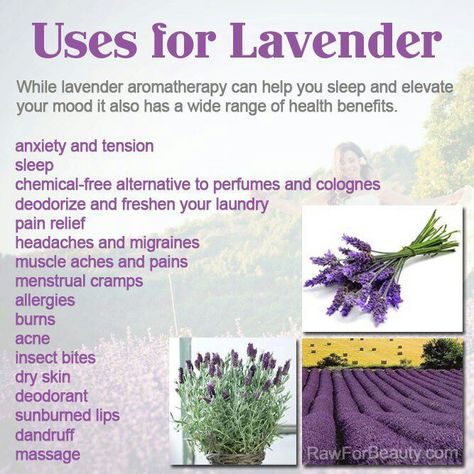 Lavender health benefits Lavender Uses, Lavender Benefits, Lavender Aromatherapy, Aromatherapy Essential Oils, Lavender Plant, Lovely Lavender, Healing Herbs, E Card, Lavender Flowers