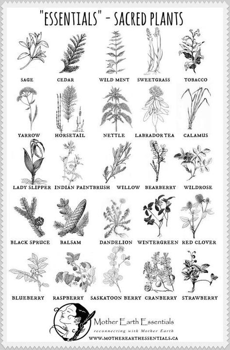 Symbole Viking, Magia Das Ervas, Sacred Plant, Art Essentials, Magical Herbs, Healing Plants, Hedge Witch, Herbal Magic, Beltane