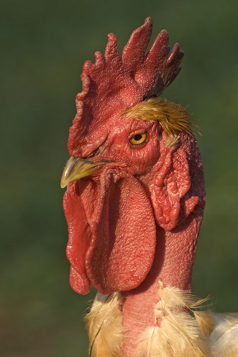 Breed Savers: Naked Neck Chicken #loveyourchickens #nakedneck #nakedneckchickens Regard Animal, Regnul Animal, Chicken Pictures, Rooster Painting, Beautiful Chickens, Chicken Painting, Hen Chicken, Rooster Art, Chicken Art