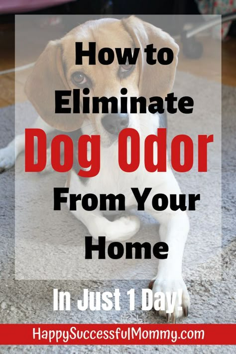 We all get used to that dog smell but it really doesn't need to be there. To eliminate dog odor from your home easily and quickly, Click the Image for all the details you need.  #dogsmell #homecleaning #naturalremedies #diyremedies Dog Urine Odor Remover, Urine Odor Remover, Dog Odor Eliminator, Dog Pee Smell, Urine Odor, Stencils Painting, Urine Smells, Dog Remedies, Dog Urine