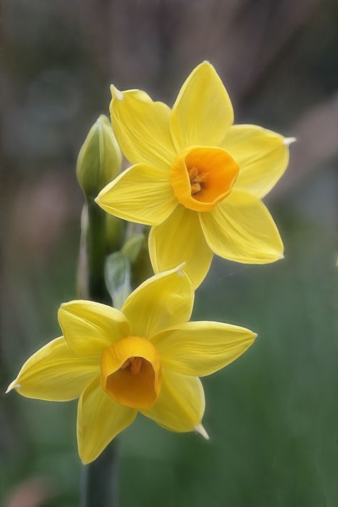 https://flic.kr/p/e1bpFS | Highdown gardens Worthing - dwarf narcissi | Highdown gardens Worthing - dwarf narcissi Buttercup Photography, Narcissus Flower, Blossom Garden, Daffodil Flower, Beautiful Flowers Pictures, Exotic Flowers, Flower Images, Flowers Nature, Flower Photos