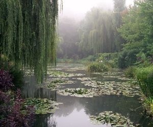 Weeping Willow Tree, Willow Trees, Ancient Trees, Weeping Willow, Willow Creek, Caribbean Blue, Pretty Landscapes, Ad Astra, Tree Wallpaper