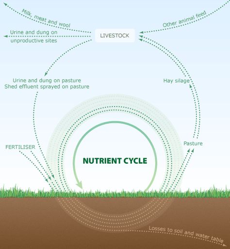 Phosphate cycle in grazed pasture Nutrient Cycle, World History Facts, Agriculture Education, Water Table, Animal Products, Information Design, History Facts, The Soil, World History