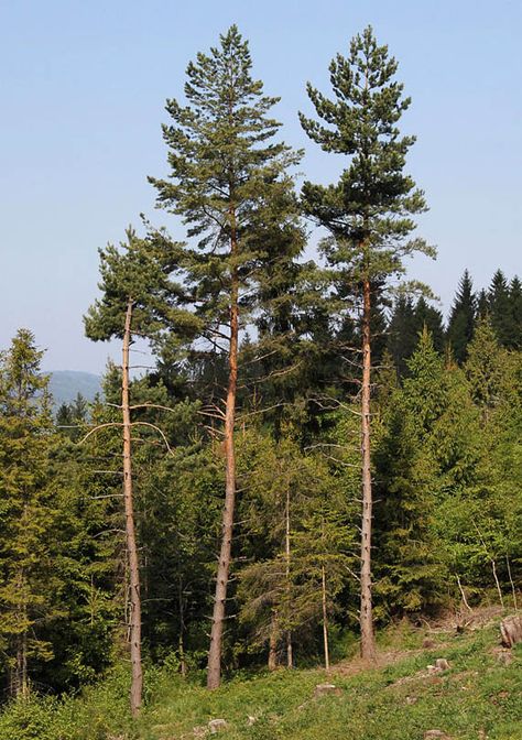 Scots Pine, Pinus Sylvestris, Fir Cones, Khao Yai, Pine Branch, Douglas Fir, Oil Paints, Drawing Painting, Garden Arch