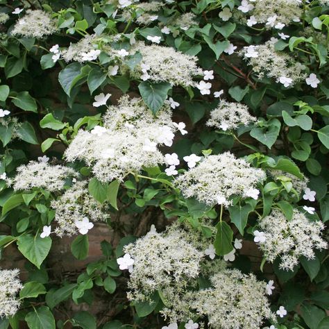 Drift Planting, Hydrangea Petiolaris, Lace Cap Hydrangea, Fragrant Plant, American Houses, House Gardens, Lace Caps, Home Landscaping, White Hydrangea