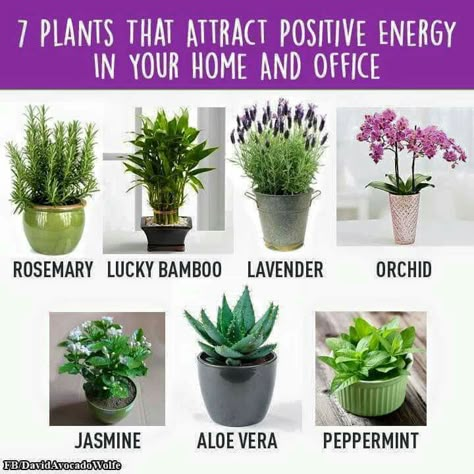 Positive Energy Plants Attract Positive Energy, Meditation Corner, Meditation Rooms, Inside Plants, Terraria, Yoga Room, Plant Lady, Herb Garden, Plant Life