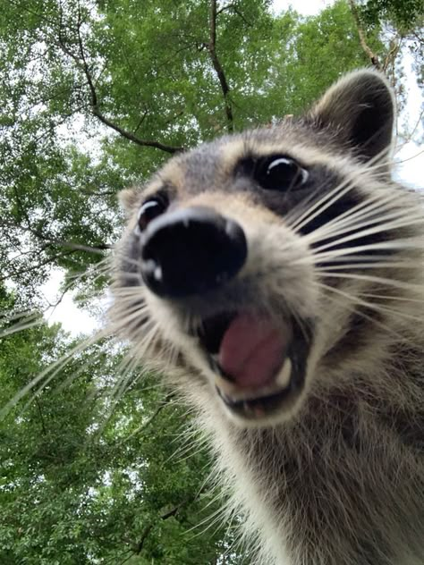 Trash Pandas, Pet Raccoon, Cute Raccoon, Raccoon Funny, Funny Animal Photos, Silly Cats Pictures, Trash Panda, Pretty Animals, Fascinating Facts