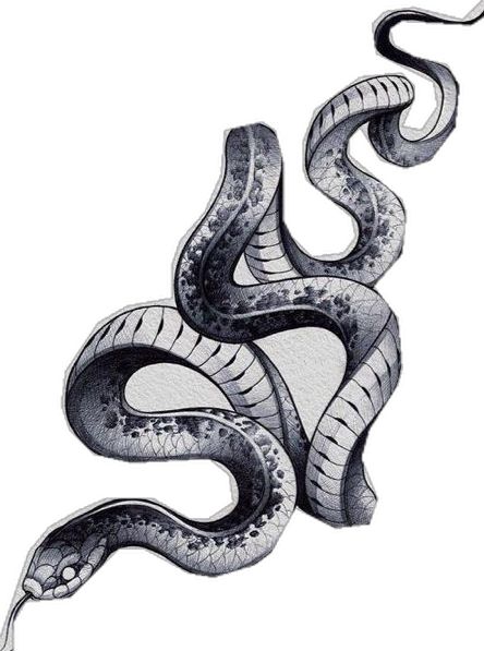 Snake Sketch, Tatuaje Trash Polka, Cobra Tattoo, Black And White Snake, 10 Tattoo, Serpent Tattoo, Snake Drawing, Snake Tattoos, Snake Tattoo Design