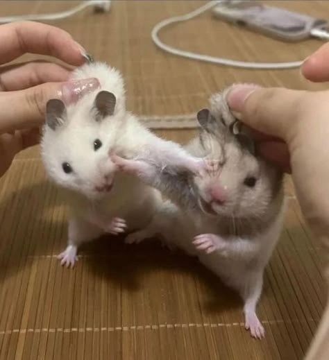 Hamster Pics, Silly Animal Pictures, Funny Rats, Funny Hamsters, Cute Small Animals, Cute Rats, Funny Animal Photos, Cute Hamsters, Pretty Animals