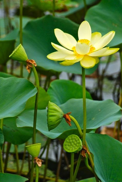 Nymphaea Lotus, Yellow Lotus, Lotus Garden, Lotus Flower Pictures, Lily Lotus, Virginia Beach Virginia, Water Lilly, Garden Photography, Lotus Flowers