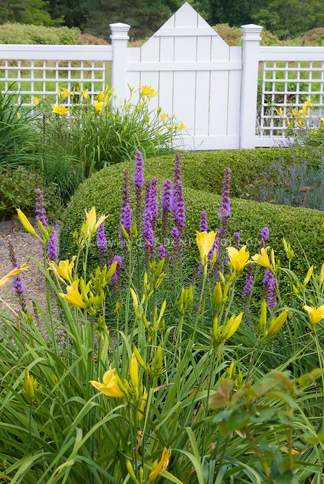 Old-fashioned and heirloom flowering plants: Hemerocallis daylily garden in summer near house with fence, Liatris, yellow daylilies. Both perennials can be divided in summer. Day Lilies Landscaping, House With Fence, Hedera Ivy, Daylily Garden, Dig Gardens, Ground Covers, Day Lilies, Flower Stock, Home Landscaping