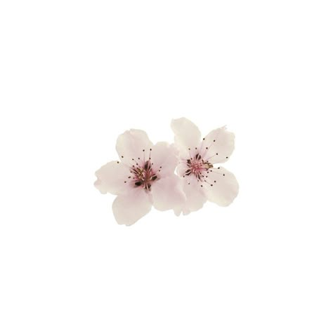 Cute Things With White Background, White Pfp Icon, Widget Flower, Cute Flower Drawing, White Widgets, Images Terrifiantes, Icon Transparent, Free Notion Templates, Notion Icons