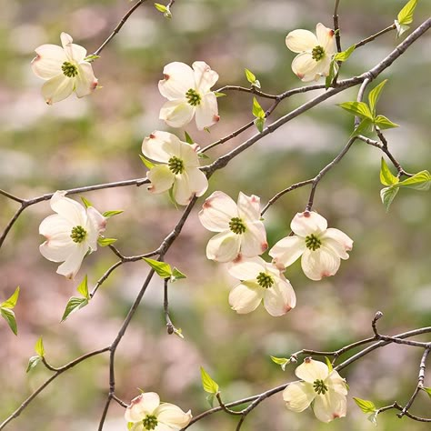 Dogwood Tattoo, Time Photoshoot, Cornus Florida, Flowering Dogwood, Dogwood Blooms, State Flowers, Background Reference, Dogwood Branches, Plants Cactus