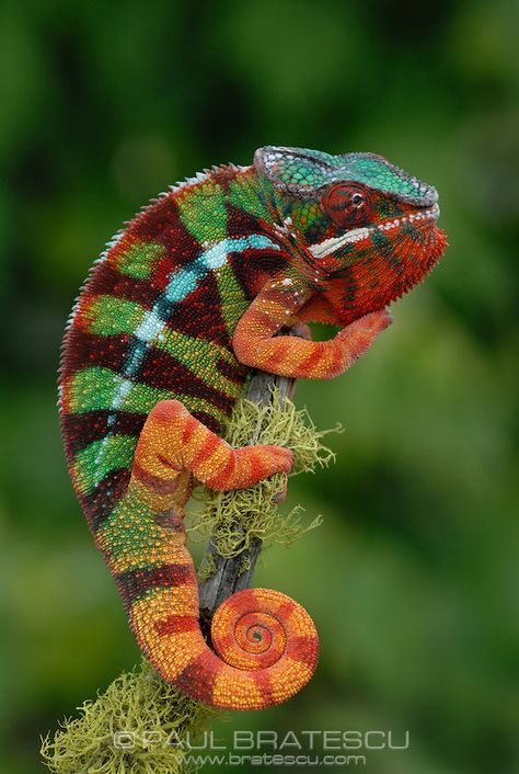 Chameleon Photography, Reptiles Photography, Panther Chameleon, Cute Reptiles, Chameleons, Colorful Animals, Reptiles And Amphibians, Lizards, Animals Of The World