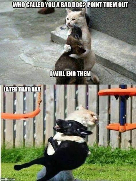 Have Some Laughs With These Fresh Animal Memes - I Can Has Cheezburger? Humor Twitter, Animal Humour, Cute Animal Memes, Funny Dog Memes, Funny Animal Quotes, Funny Dog Pictures, Funny Animal Jokes, 웃긴 사진, Memes Humor