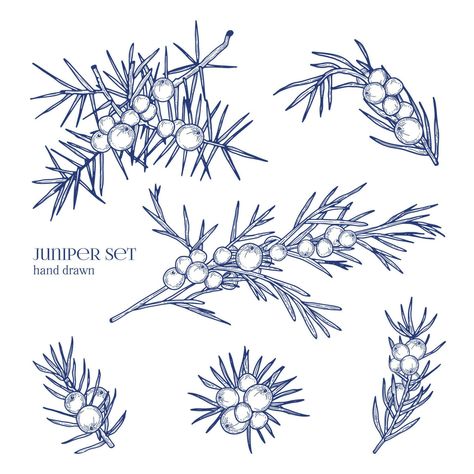 Juniper set. Detailed hand drawn branches with berries. Black and white hand drawn illustrations. Juniper Flower, Wild Animals Vector, Fonts Christmas, Juniper Tree, Branch Tattoo, Essential Oil Labels, Water Tattoo, Winter Backdrops, Christmas Tree Branches