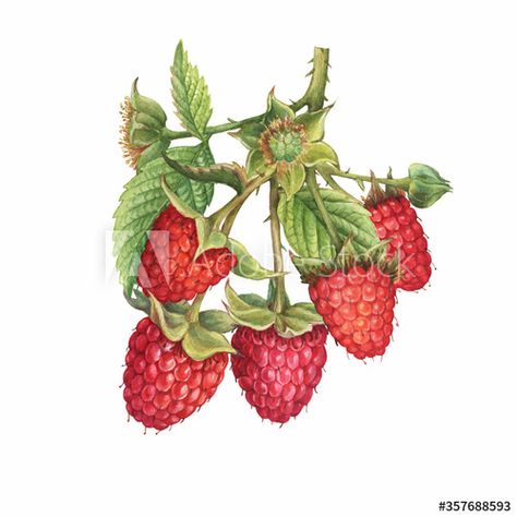 Closeup of a branch of red raspberry fruits (known as Rubus idaeus) with green leaves. Watercolor hand drawn painting illustration isolated on white background. #AD , #Rubus, #fruits, #green, #idaeus, #branch Branch Drawing, Watercolour Challenge, Raspberry Plants, Branch Tattoo, Raspberry Fruit, Red Raspberry, Book Drawing, A Level Art, Plant Art