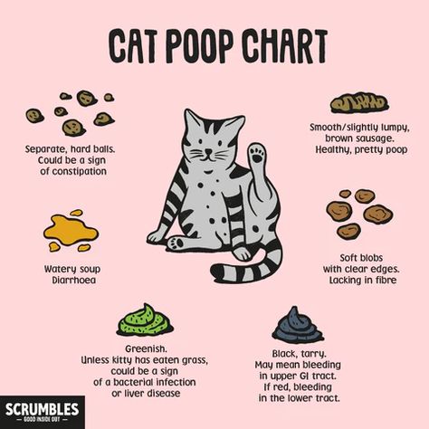 Cats Food, Cat Advice, Cat Spirit, Cat Nutrition, Portrait Reference, Raw Meat, Cat Language, 2024 Ideas, Cat Info