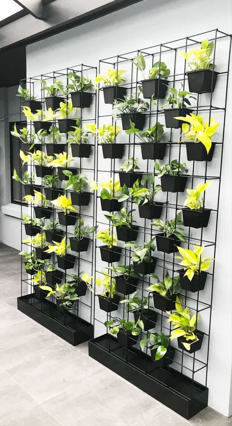 Two of our standard sized mesh black green walls installed in this clients space. Planters are filled with verigated and lime pothos. 🪴 Wall Plants Indoor, Living Wall Indoor, Herb Garden Wall, Wall Planters Outdoor, Vertical Green Wall, Wall Hanging Decorations, Indoor Plant Wall, Wall Mounted Planters, Inside Garden