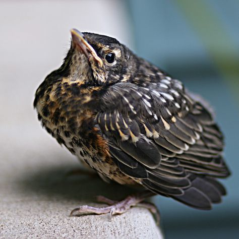 baby robin | by jaki good miller Baby Robin, Robin Redbreast, American Robin, Wildlife Pictures, World Birds, Baby Birds, Robin Bird, Kinds Of Birds, Sparrows