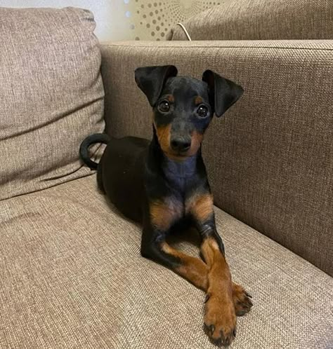 14 Reasons Why You Should Never Own Miniature Pinschers | Page 3 of 4 | PetPress Perro Doberman Pinscher, Min Pin Puppies, Pitbull Dog Names, Min Pin Dogs, Miniature Doberman, Pincher Dog, Mini Doberman, Miniature Pinscher Puppy, Adopt A Puppy