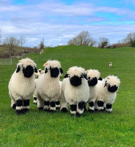 Valais Blacknose Sheep, Sheep Breeds, Baby Sheep, Shaun The Sheep, Sheep And Lamb, Cute Sheep, Fluffy Animals, 귀여운 동물, Animals Friends