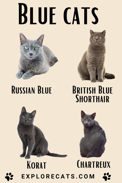 Four blue-gray cats on a light yellow background with the title "Blue Cats".  Each cat is labeled underneath the cat: Russian Blue, British Blue, Korat, and Chartreux. Cats Russian Blue, Cat Russian Blue, British Blue Cats, Type Of Cats, Blue Russian Cat, Russian Blue Cat Aesthetic, Gray Cats, British Cat, Gray Cat