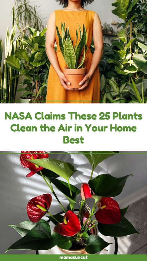 Nasa Air Purifying Plants, Plants For Air Purification, Plants For Clean Air, Things To Get On Amazon, Inside House Plants, Indoor Plants Clean Air, Apartments In Nyc, Safe House Plants, Tattoos Quote