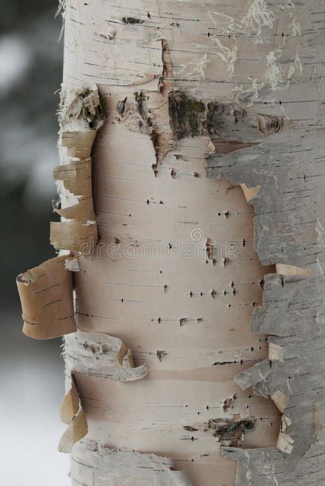 Birch tree. In Montana with peeling bark , #affiliate, #tree, #Birch, #Montana, #bark, #peeling #ad Tree Bark Photography, Birch Aesthetic, Christmas Birch Tree, Birch Tree Branches, Alice Core, Birch Tree Bark, January Mood, Tree Bark Texture, Wood Bark