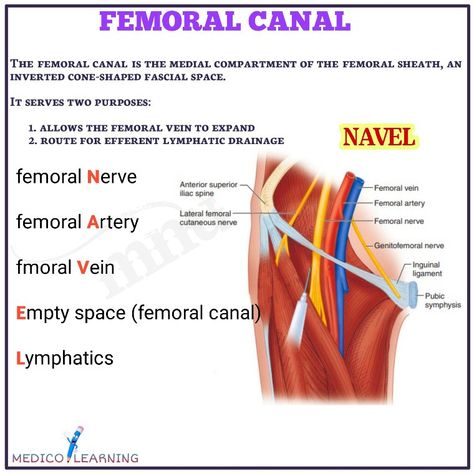 Inguinal Canal Anatomy, Anatomy Notes, Bells Palsy, Doctor Of Physical Therapy, School Study Ideas, Study Tips For Students, 21st Birthday Photoshoot, Human Body Anatomy, Study Ideas