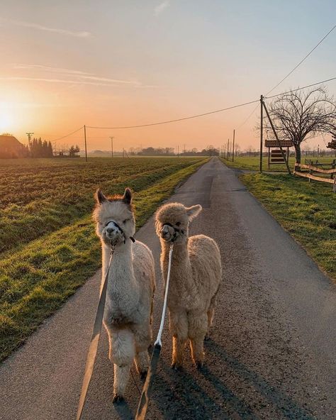 Farm Life Animals, Alpaca Farm Aesthetic, Animal Farm Aesthetic, Farm Animals Aesthetic, Alpaca Photography, Pet Alpaca, Farm Moodboard, Alpaca Aesthetic, Alpaca Walking