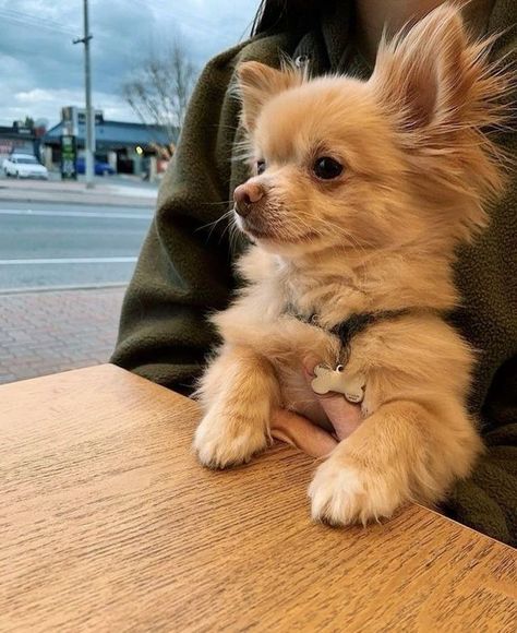 Chiuhauha Puppy, Chihuahua Aesthetic, Fluffy Chihuahua, Chiwawa Puppies, Chiwawa Dog, Chihuahua Teacup, Smallest Dog, Chihuahua Facts, Brown Chihuahua