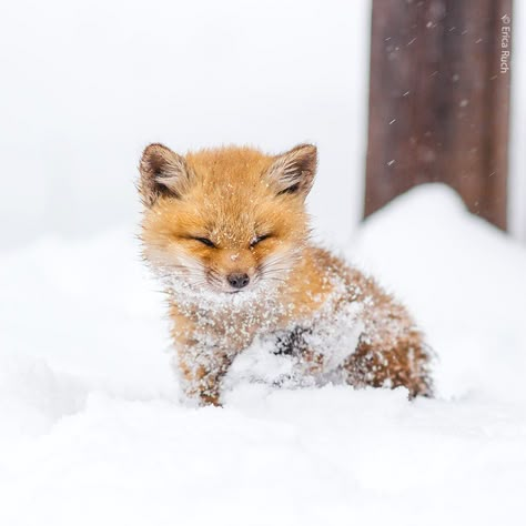 Fox In The Snow, Flamingo Illustration, Cute Foxes, Fox Pictures, Baby Animals Pictures, Baby Fox, Cute Wild Animals, Cute Fox, Cute Animal Photos