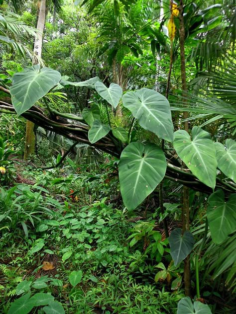 Rainforest Plants, Fallen Tree, Plant Fungus, Forest Plants, Vivarium, Tropical Forest, Rain Forest, Tropical Rainforest, Green Forest