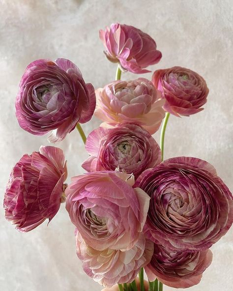 Flower Bouquet Ranunculus, Single Type Of Flower Bouquet, Ronoculous Bouquet, Raniculas Ranunculus, Renoculous Flower, Ranunculus Flowers Bouquet, Rinoculous Flowers, Ranculus Flowers Care, Ranculus Flowers Bouquet