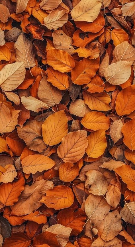 Autum Wallpers Iphone, Fall Asthetic Wallpers Iphone Simple, Autum Wallpers Fall, Fall Asthetic Wallpers, Fall Asthetic Wallpers Iphone, Fall Leaves Background, Fall Backgrounds Iphone, Autumn Phone Wallpaper, October Wallpaper