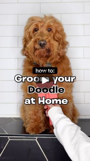 Doodle Grooming, Labradoodle Grooming, Toy Goldendoodle, Goldendoodle Haircuts, Havanese Grooming, Goldendoodle Grooming, Puppy Haircut, Labradoodle Goldendoodle, Dog Remedies