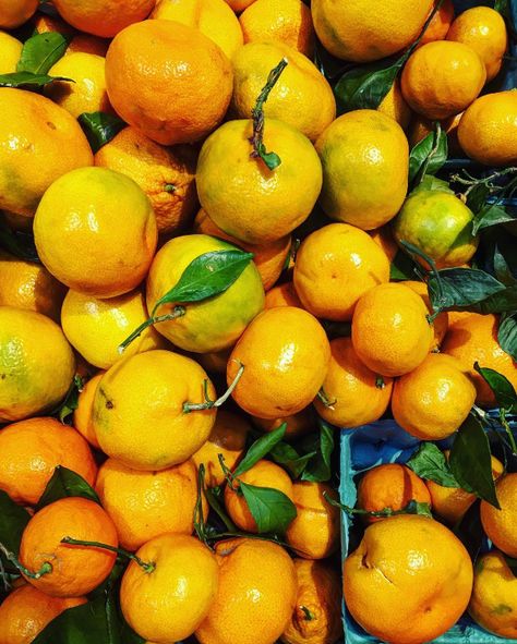 Our Five Favorite Ways to Use Satsumas | Southern Living Satsuma Jelly, Satsuma Recipes, Satsuma Fruit, Satsuma Tree, Satsuma Orange, Jelly Recipe, Poppy Seed Dressing, Seasonal Fruit, Cooking Advice