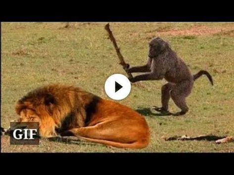 Funny Animals Videos, Funny Animal Vines, Funny V, Funny Video Clips, Animals Funny, Ideas Minecraft, Christmas Potpourri, Funny Girl, Funny Vid