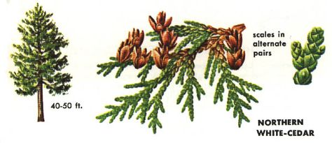 Northern white cedar Northern White Cedar, White Cedar, Cedar Trees, Plant Identification, Tree Drawing, Native Plants, Herbs, Plants