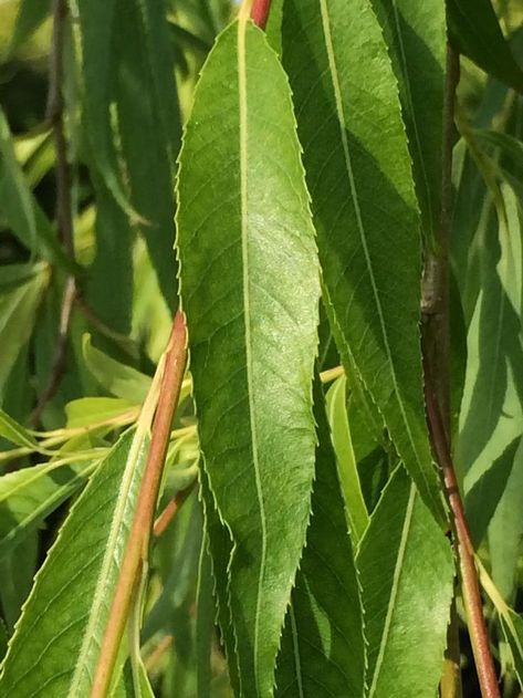 Weeping Willow leaf. Salix babylonica (Babylon willow) is a medium to large deciduous tree, growing up to 20–25 m tall with a 15m spread. The shoots are yellowish-brown, with small buds. The leaves are light green, alternate and spirally arranged and narrow. They turn a gold-yellow in Autumn. The flowers are arranged in catkins produced early in the Spring. Willow Tree Leaf, Salix Babylonica, Willow Trees, Tree Growing, Willow Leaf, Weeping Willow, Deciduous Trees, Willow Tree, Tree Leaves