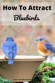 Blue Bird House Painting Ideas, Painted Bluebird Houses, Diy Bluebird House, Bluebird House Plans Diy, Blue Bird Houses Diy, Blue Jay Bird House, Bluebird Feeder, Bluebird Birdhouse, Bluebird House Plans