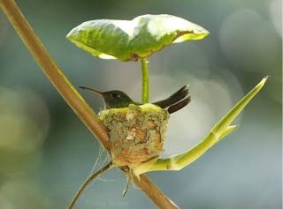 Hummingbird Nest with Umbrella | Content in a Cottage Hunting Meme, Hummingbird Nests, Baby Animals Funny, Super Funny, Beautiful Creatures, Beautiful Birds, Bird Feeders, Mother Nature, Animals And Pets