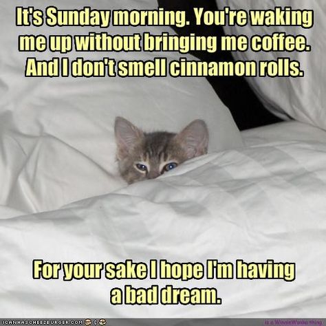 Funny Sunday Morning Coffee | It's Sunday morning. You're waking me up without bringing me coffee ... Sunday Morning Memes, Sunday Morning Humor, Sunday Humor, Good Morning Motivation, Sunday Coffee, Morning Memes, Good Morning Funny Pictures, Morning Quotes Funny, Cat Quotes Funny