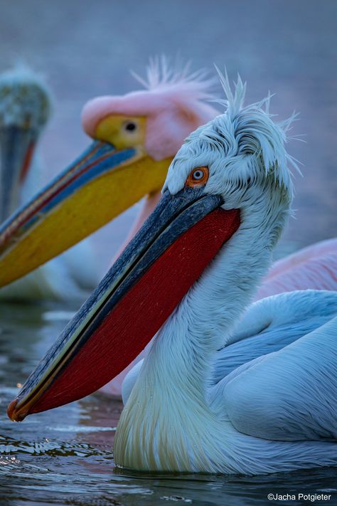 Pelican Illustration, Dalmatian Pelican, White Pelican, Pelican Bird, Parrot Pet, Shorebirds, Sea Birds, Bird Photo, Weird Animals